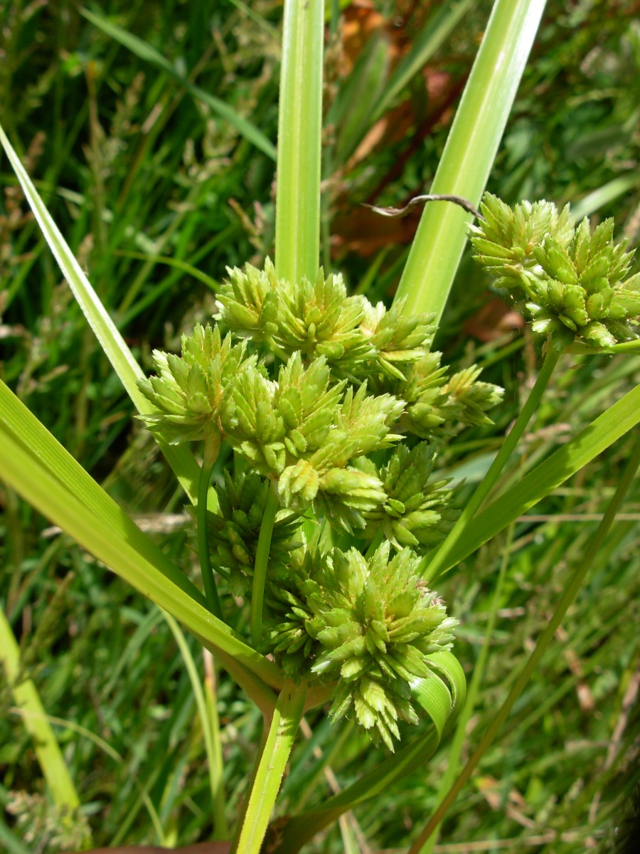 Cyperus eragrostis / Zigolo